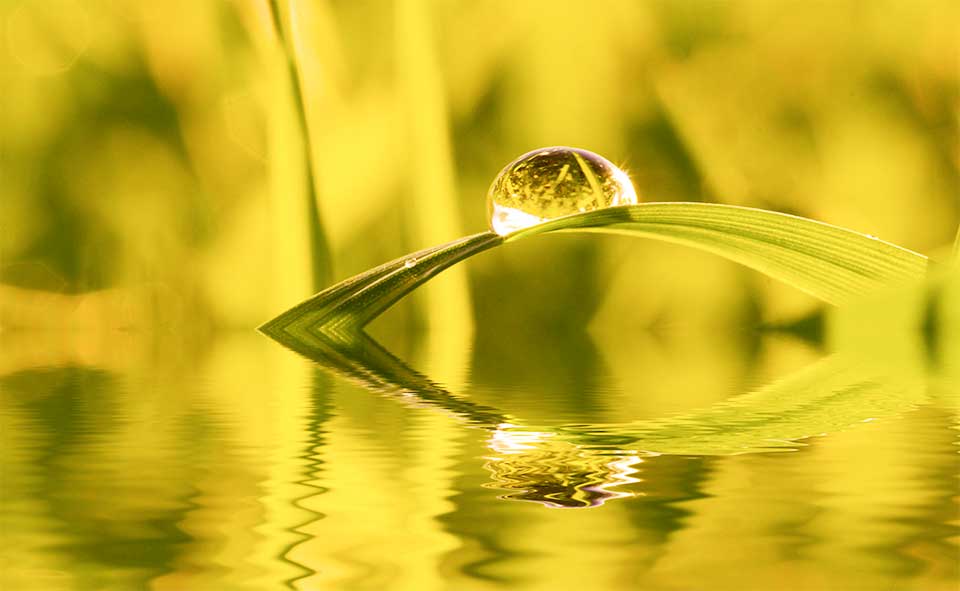 Glänzender Wasstropfen auf Grashalm über Wasser