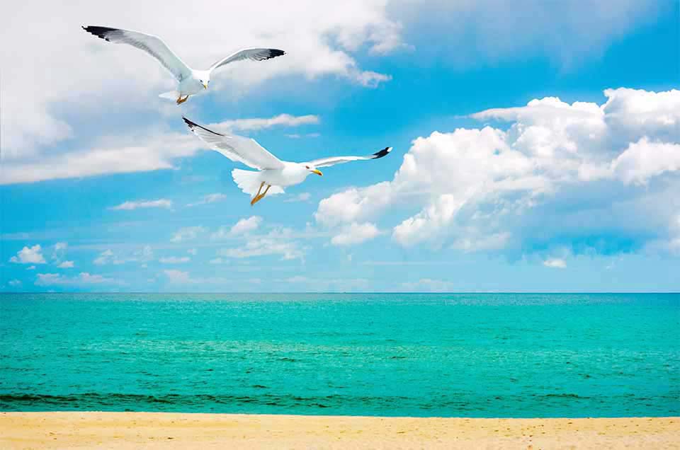Möwen auf dem Weg zur Heilung in der Psychotherapie