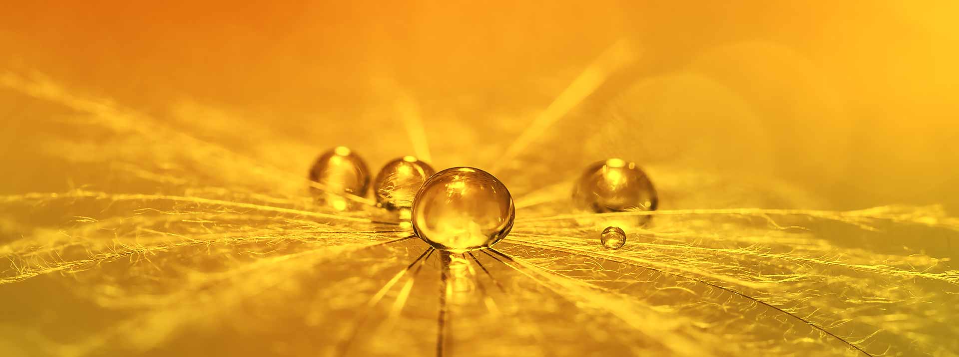 Nahaufname eines Tropfen auf einem Blatt in orangem Licht